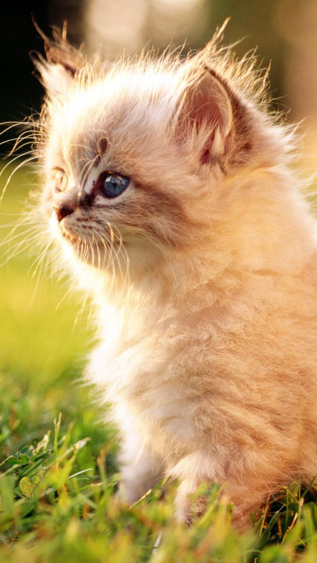 640x1136 White Persian Kitten Outdoors -  iPhone Wallpaper
