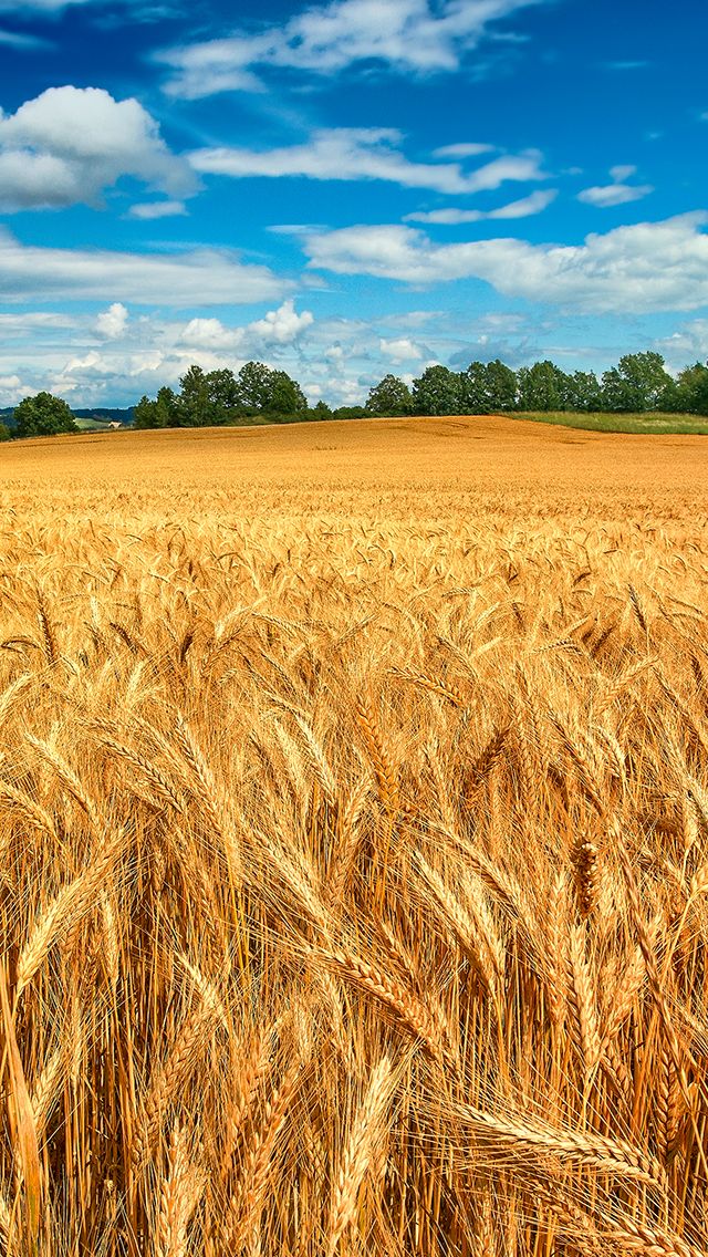 Golden Wheat Field iPhone wallpaper 
