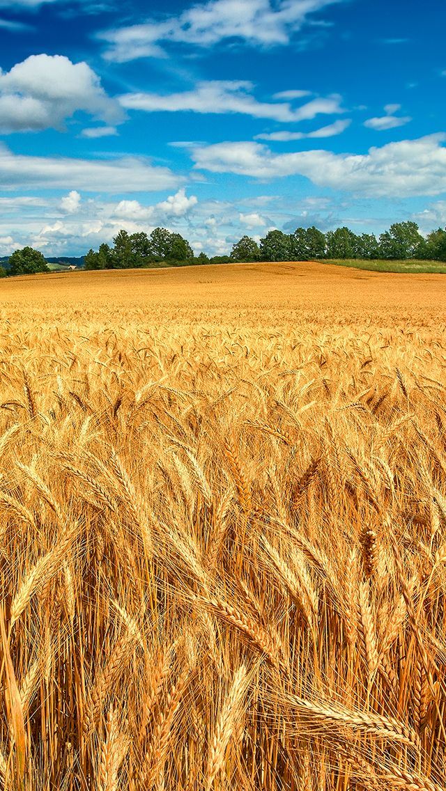 640x1136 Golden Wheat Field - golden iPhone Wallpaper