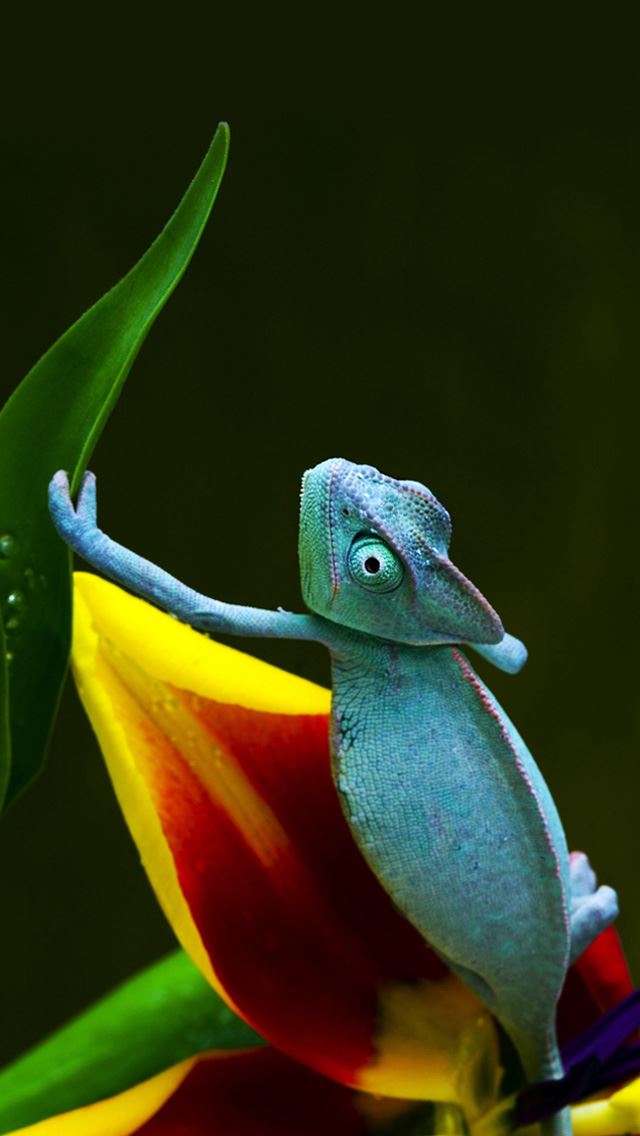 640x1136 Blue Chameleon - wild iPhone Wallpaper