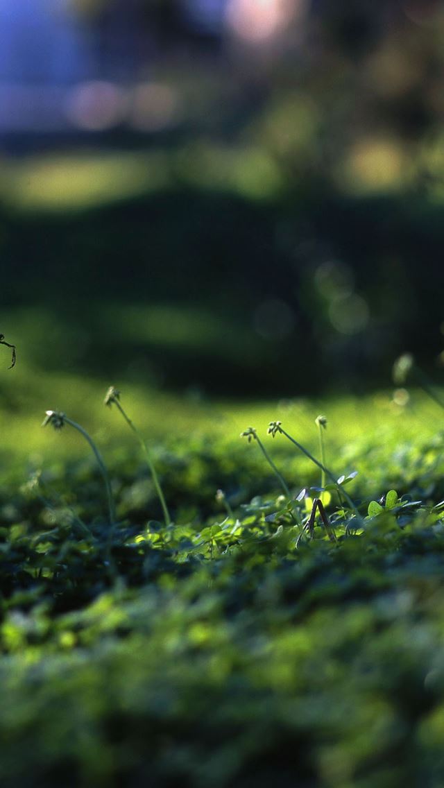 640x1136 Grass Level -  iPhone Wallpaper