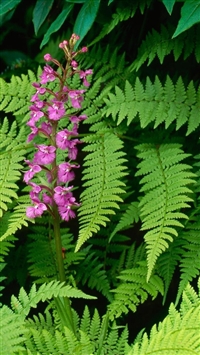 Fern and flower wallpaper