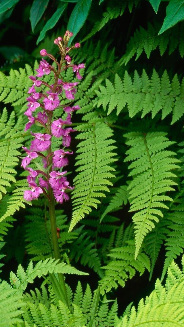 640x1136 Fern and flower - purple iPhone Wallpaper
