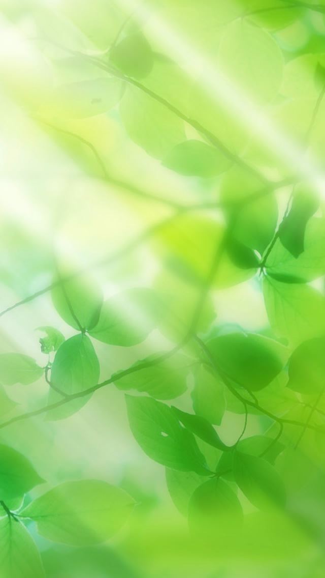 640x1136 Green leaves and sun ray - clean iPhone Wallpaper