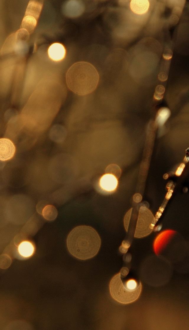 640x1136 Dripping branches - dripping iPhone Wallpaper