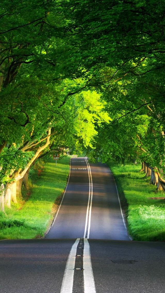 640x1136 A canopy of trees covering the road -  iPhone Wallpaper
