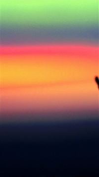 Herbs against a colorful background wallpaper