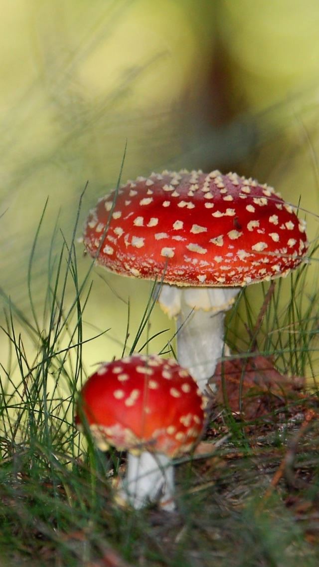 640x1136 Two red mushrooms -  iPhone Wallpaper