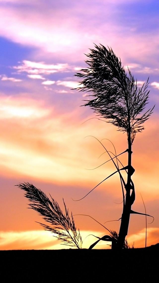 640x1136 Herb against a colorful sky - herb iPhone Wallpaper