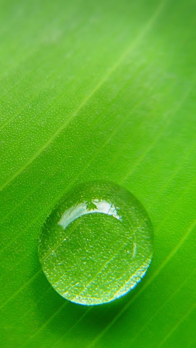640x1136 Single drop on leaf - single iPhone Wallpaper
