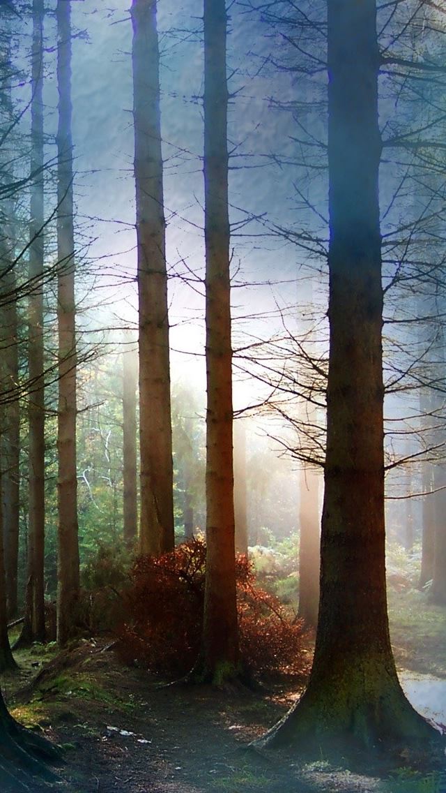 640x1136 Fog amongst trees - fog iPhone Wallpaper
