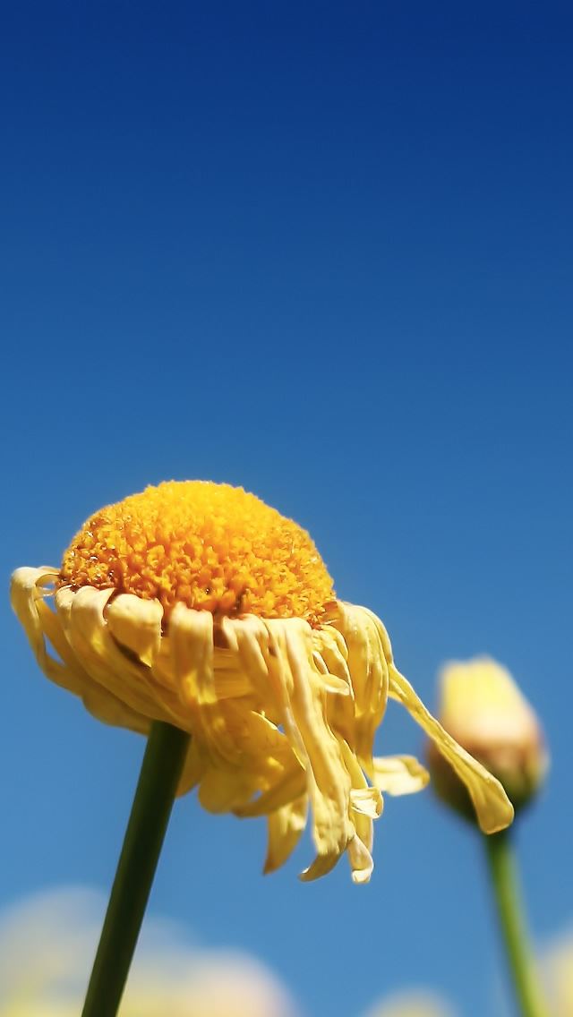 640x1136 Yellow flower -  iPhone Wallpaper