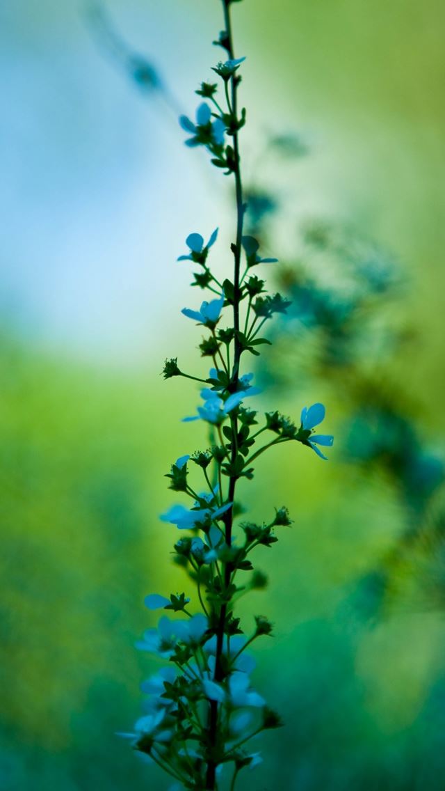 640x1136 Blue Plant - flowers iPhone Wallpaper