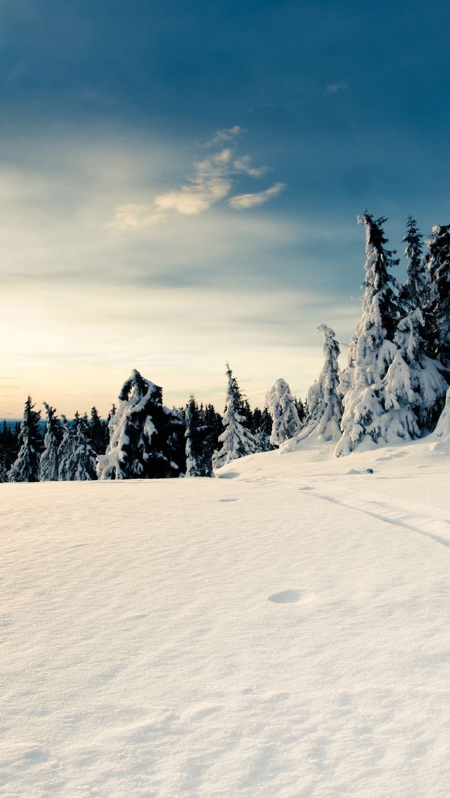640x1136 Snow Forest - trees iPhone Wallpaper