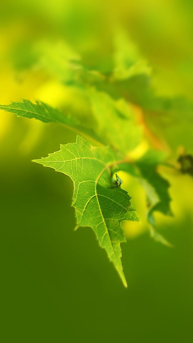 640x1136 Green Leaf Macro -  iPhone Wallpaper