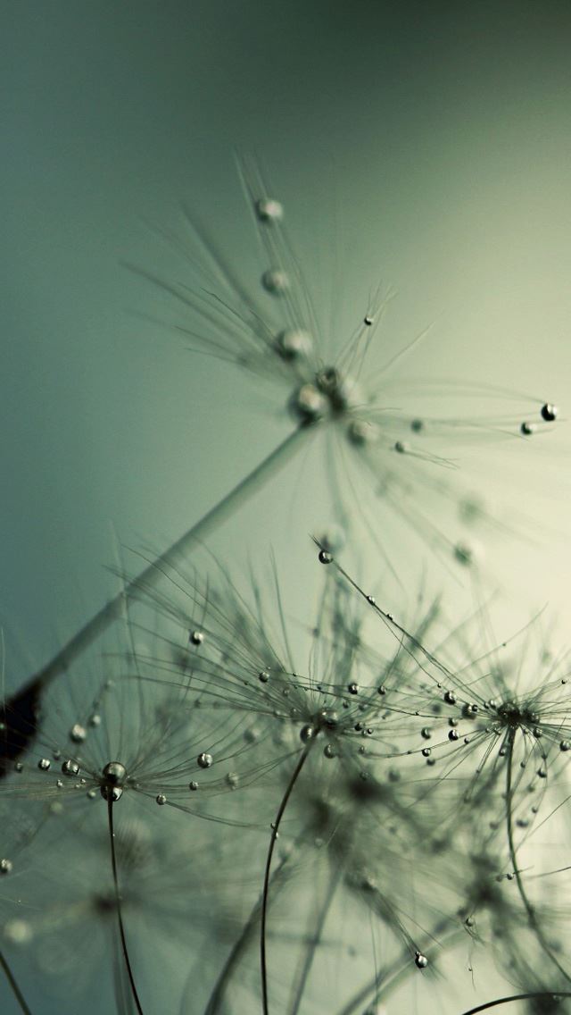 640x1136 Drops on Dandelion -  iPhone Wallpaper