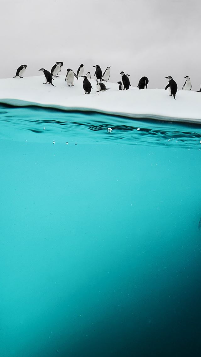 640x1136 Penguins on Ice - penguins iPhone Wallpaper