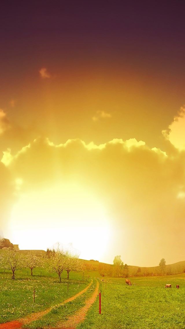 640x1136 Field Sunset - trees iPhone Wallpaper