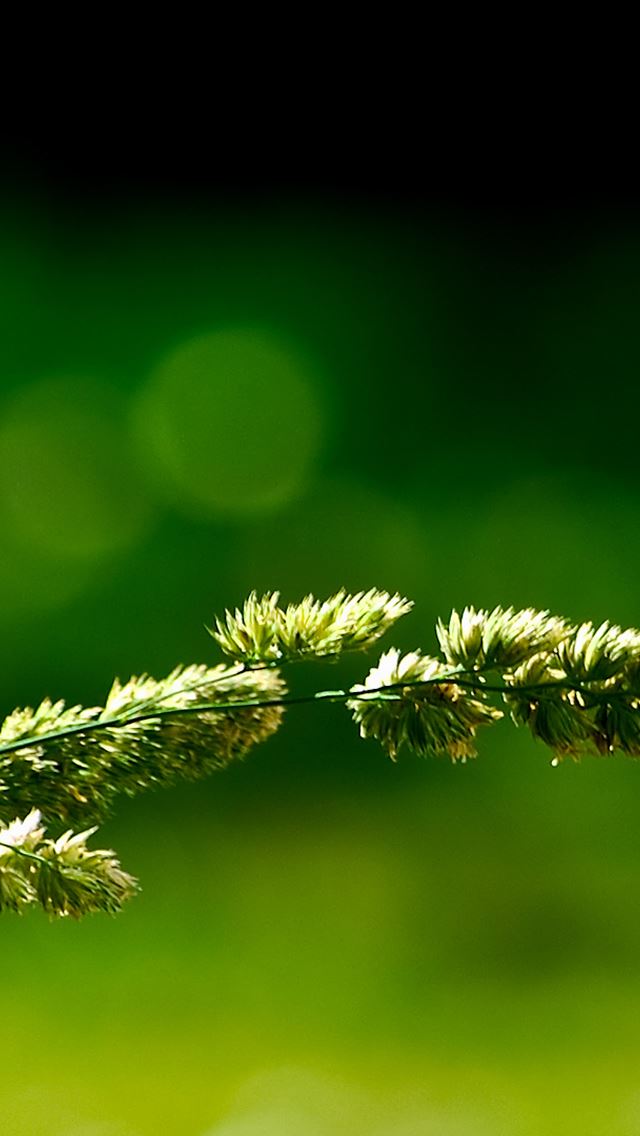 640x1136 Green Nature - leaves iPhone Wallpaper