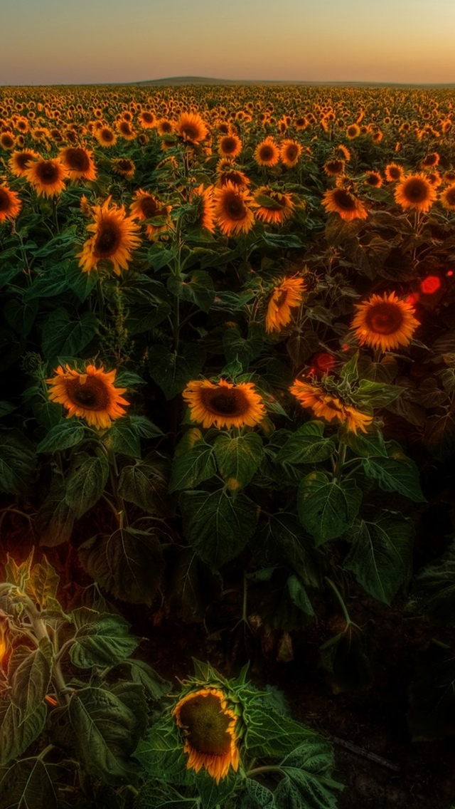 Sunflowers Sunset iPhone Wallpapers Free Download