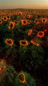 Wallpaper Sunflower Morning Morning Sunflowers Nature Yellow  Background  Download Free Image