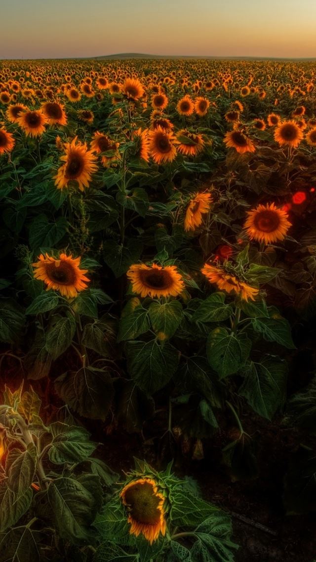 640x1136 Sunflowers Sunset -  iPhone Wallpaper