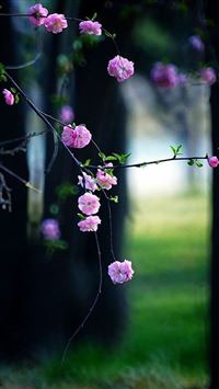 Peach drunk wallpaper