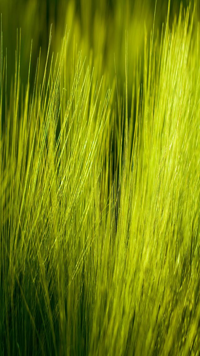 640x1136 Spring Wheat - spring iPhone Wallpaper