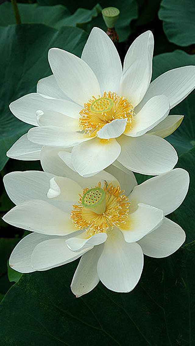 640x1136 White Lotus -  iPhone Wallpaper