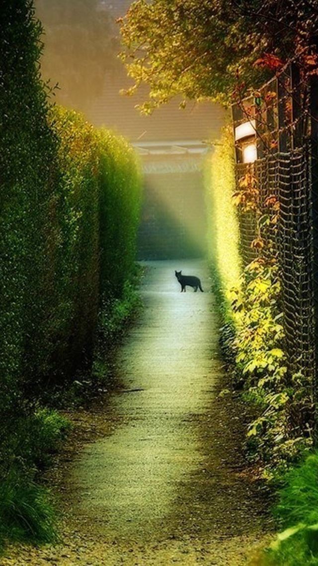 640x1136 Dawn cats - dawn iPhone Wallpaper