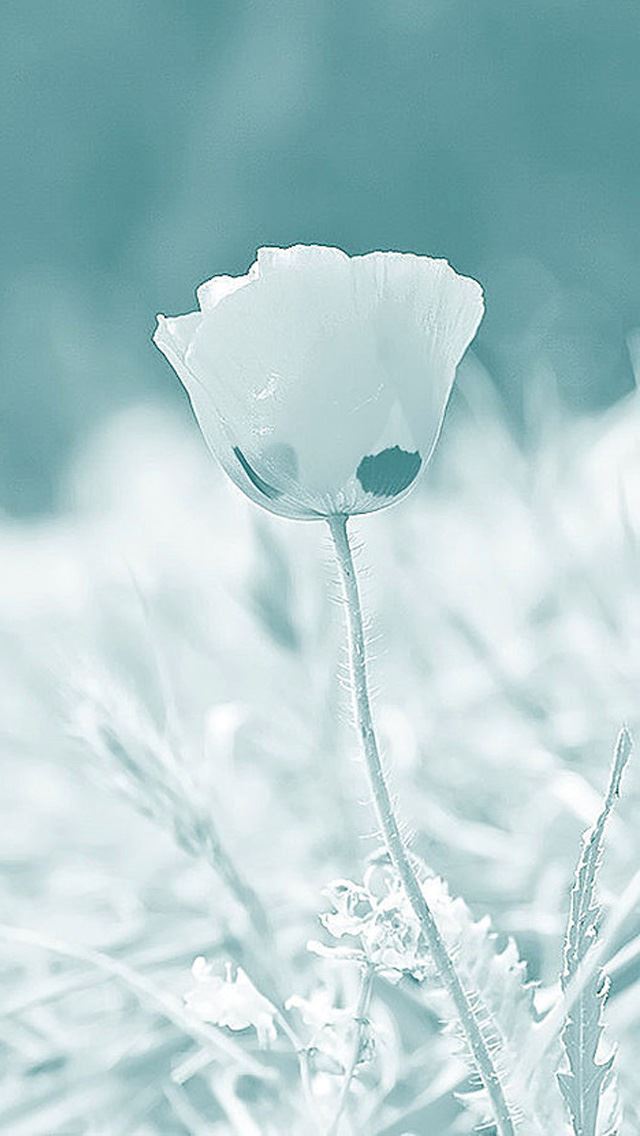 640x1136 Fog flowers - fog iPhone Wallpaper