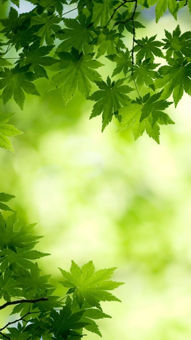 640x1136 green maple leaves - leaf iPhone Wallpaper