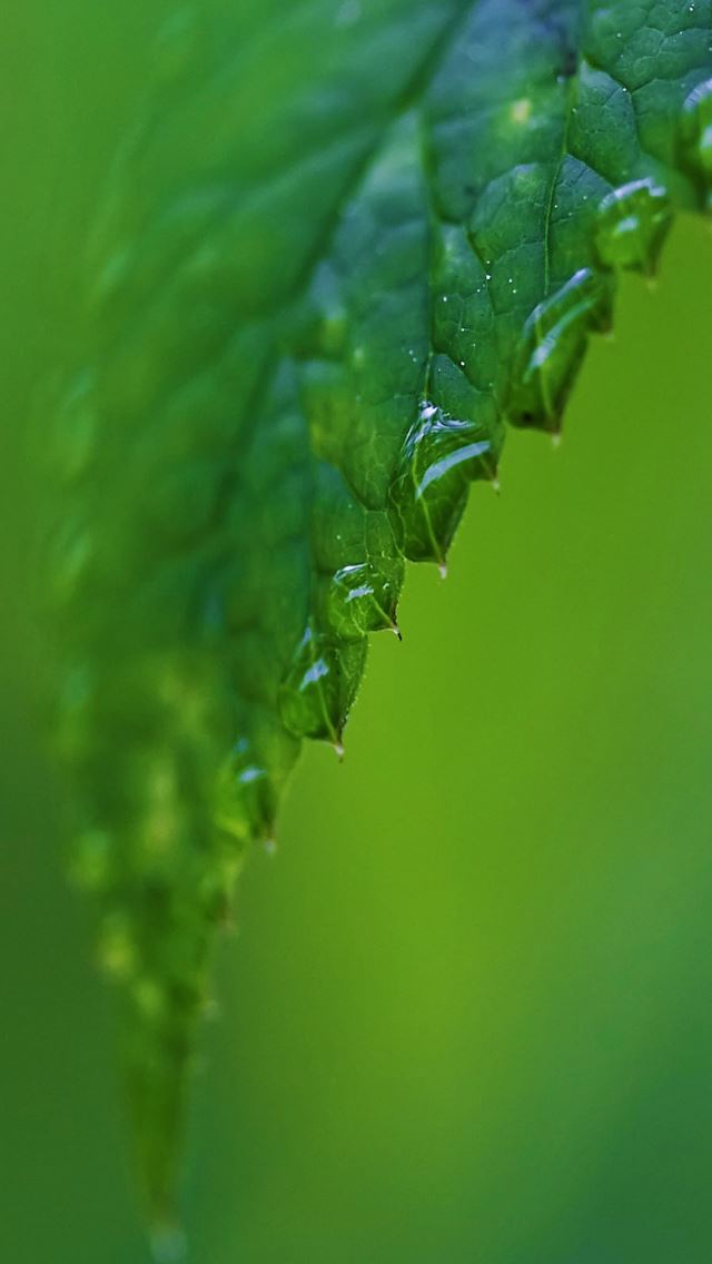 640x1136 raindrops on a green leaf - leaf iPhone Wallpaper