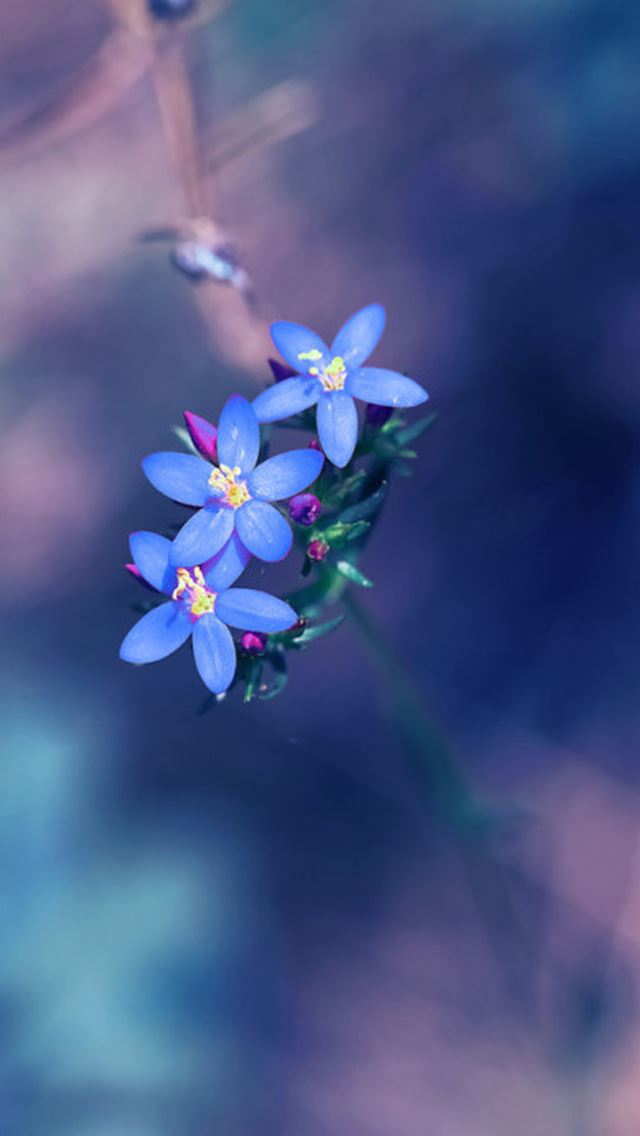 640x1136 Small fresh blue flowers - fresh iPhone Wallpaper