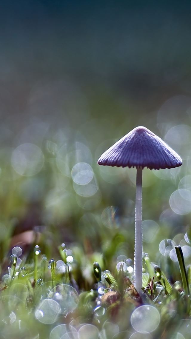 640x1136 Mushroom bokeh - mushroom iPhone Wallpaper