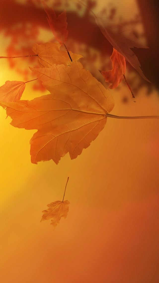 640x1136 autumn leaves - autumn iPhone Wallpaper
