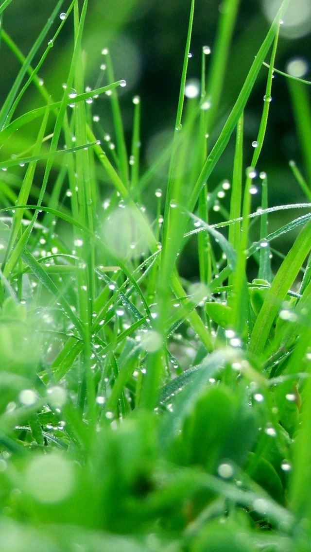 640x1136 nature -  iPhone Wallpaper