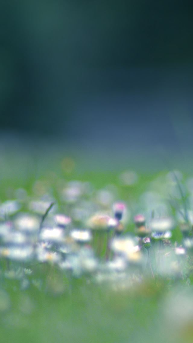 640x1136 Dandelion Seedhead Isle Of Wight - dandelion iPhone Wallpaper