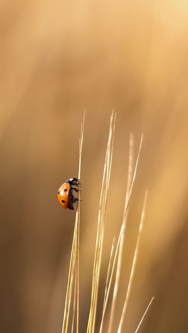 640x1136 Lady Beetle -  iPhone Wallpaper