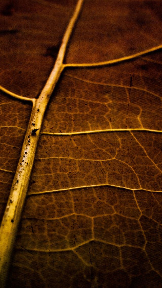 640x1136 Dry leaf texture - leaf iPhone Wallpaper