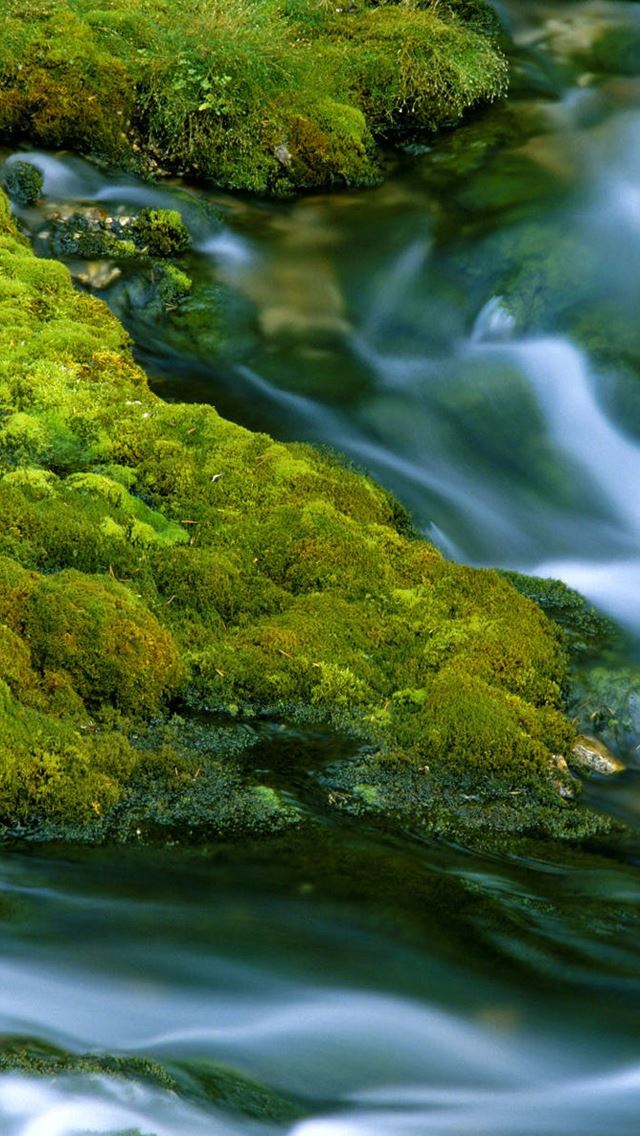 640x1136 Nature Closeup - grass iPhone Wallpaper