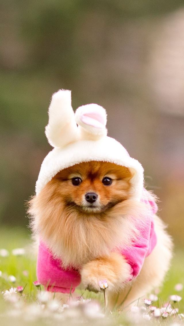 640x1136 Cute Doggy -  iPhone Wallpaper