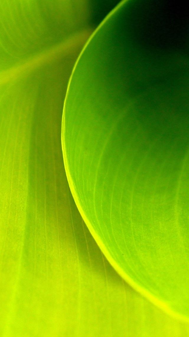 640x1136 Leaf Swirl - leaf iPhone Wallpaper
