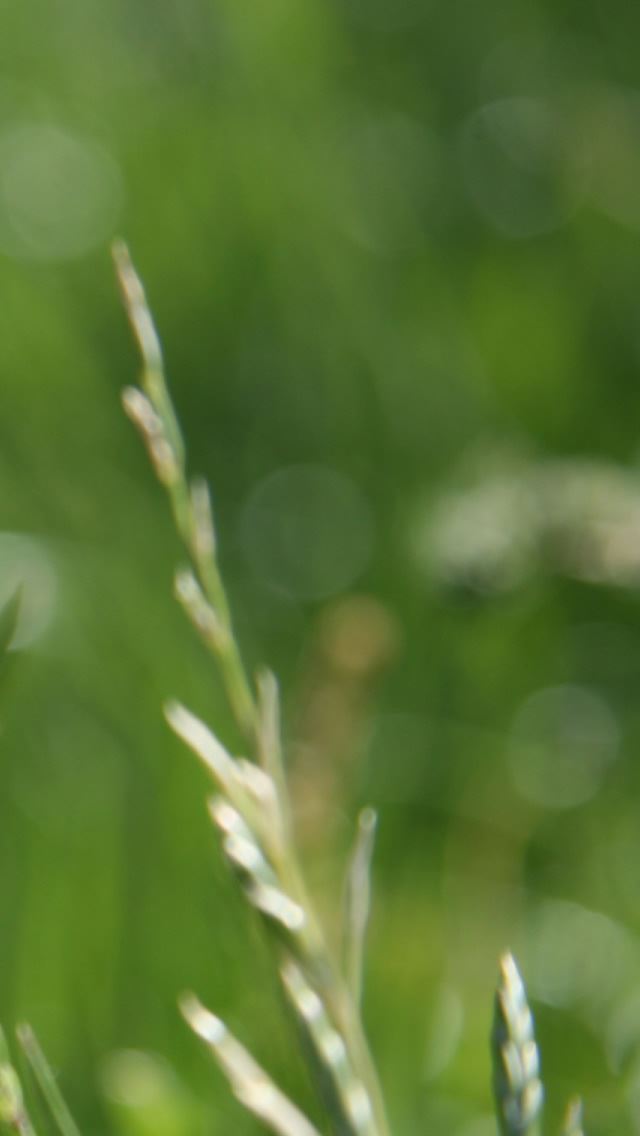 640x1136 Fresh Grass - fresh iPhone Wallpaper
