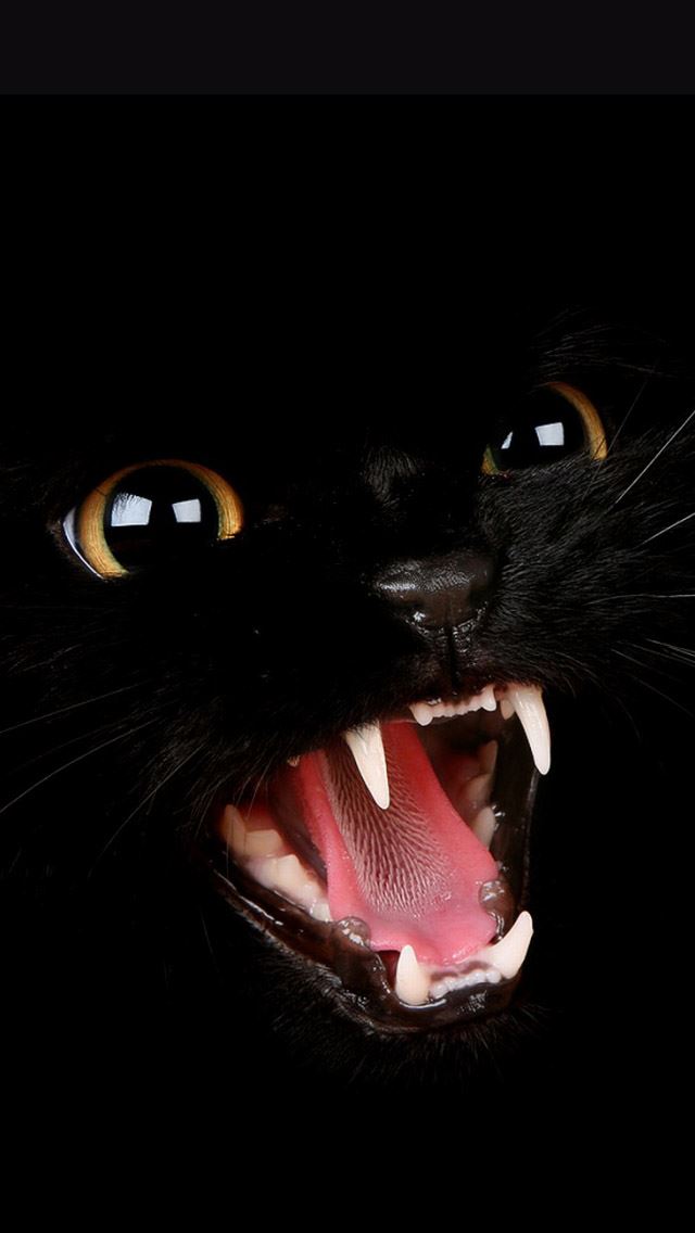 640x1136 Bad kitty -  iPhone Wallpaper