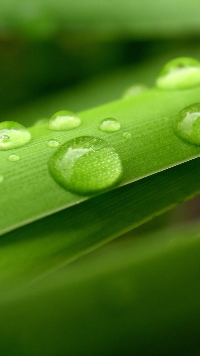 640x1136 Dew Marco - dew iPhone Wallpaper