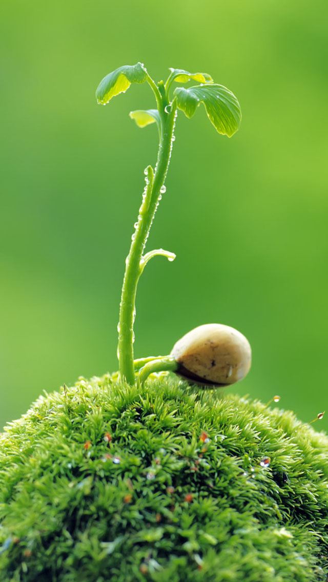 640x1136 Sprout leaves3 - sprout iPhone Wallpaper