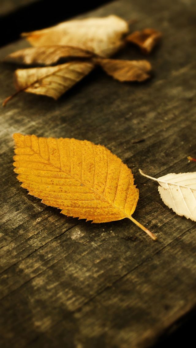640x1136 Autumn Leaves1 -  iPhone Wallpaper