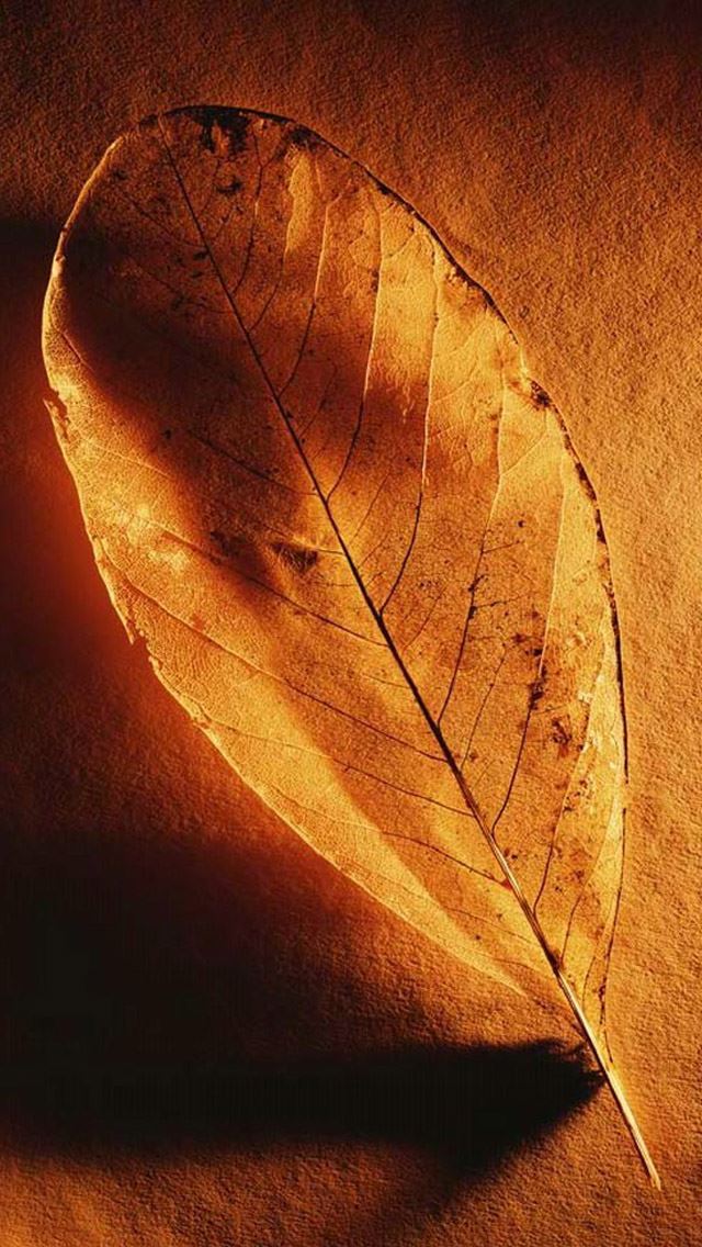 640x1136 Golden yellow leaves - leaves iPhone Wallpaper