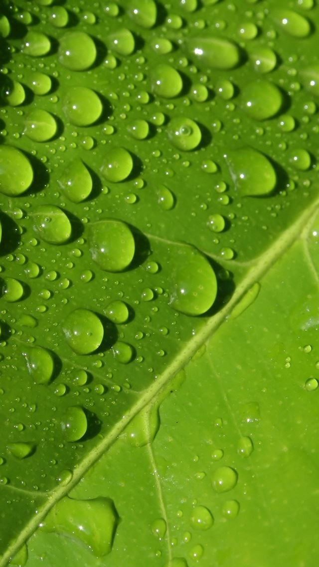 640x1136 Drops on Leaf -  iPhone Wallpaper